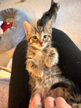 Domestic Short Hair Cats Available for Adoption - Tulip | PetCurious