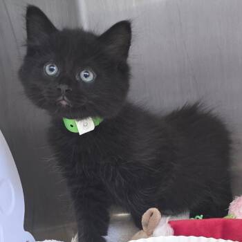 Apollo -  Domestic Medium Hair Cat for Adoption in Fort Wayne, Indiana - Apollo | PetCurious