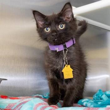 PINOT -  Domestic Medium Hair Cat for Adoption in St. Louis, Missouri - PINOT | PetCurious