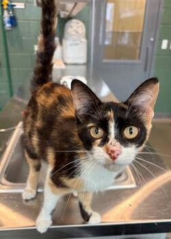ASHLEIGH -  Domestic Short Hair Cat for Adoption in Leesburg, Virginia - ASHLEIGH | PetCurious