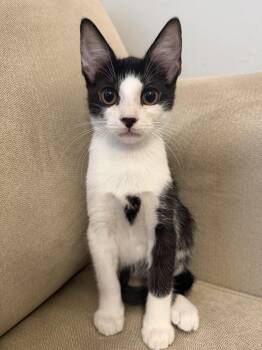 Ginny -  Domestic Short Hair Cat for Adoption in Fort Myers, Florida - Ginny | PetCurious