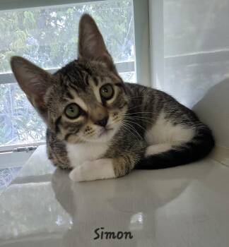Simon -  Domestic Short Hair Cat for Adoption in Key Largo, Florida - Simon | PetCurious