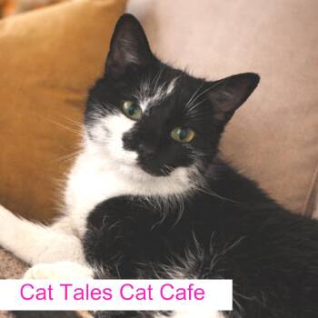 Domestic Short Hair Cats Available for Adoption in Chapel Hill, North Carolina - Paprika | PetCurious