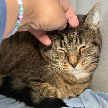 Neima -  Domestic Short Hair Cat for Adoption in New York, New York - Neima | PetCurious