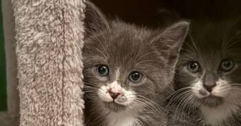 Zaney -  Domestic Short Hair Cat for Adoption in Virginia Beach, Virginia - Zaney | PetCurious