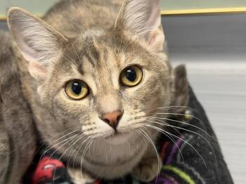 Victoria -  Domestic Short Hair Cat for Adoption in Plymouth, Michigan - Victoria | PetCurious
