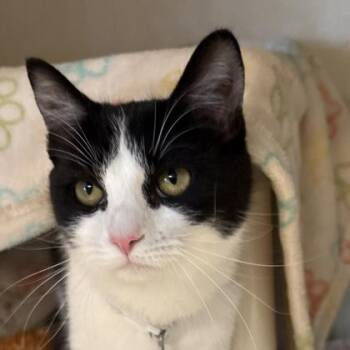 Domestic Short Hair Cats Available for Adoption in Lansing, Michigan - Bella | PetCurious