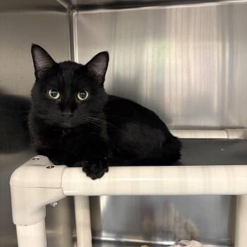 Benito -  Domestic Short Hair Cat for Adoption in Saint Charles, Missouri - Benito | PetCurious