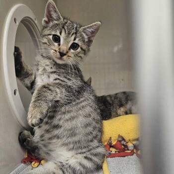 George -  Domestic Short Hair Cat for Adoption in Redwood City, California - George | PetCurious