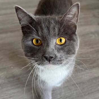Domestic Short Hair Cats Available for Adoption in Fredericksburg, Virginia - Sprung Monkey | PetCurious
