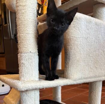 Rescue Domestic Short Hair Cats for Adoption in Cathlamet, Washington - Vega | PetCurious