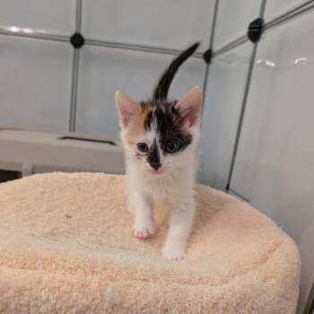 Diamond -  Domestic Short Hair Cat for Adoption in Greensboro, North Carolina - Diamond | PetCurious