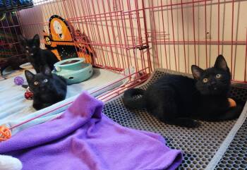 Rescue Domestic Short Hair Cats for Adoption in San Diego, California - Spruce | PetCurious