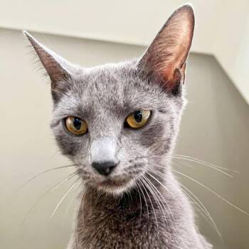Rescue Domestic Short Hair Cats for Adoption in Graham, Washington - DORA | PetCurious