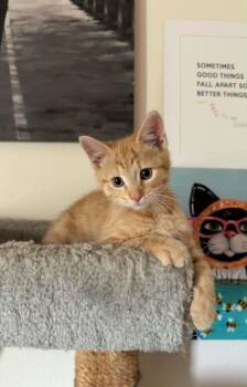 Kenny -  Domestic Short Hair Cat for Adoption in Indianapolis, Indiana - Kenny | PetCurious