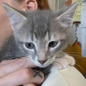 Greg -  Domestic Medium Hair Cat for Adoption in Eureka Springs, Arkansas - Greg | PetCurious