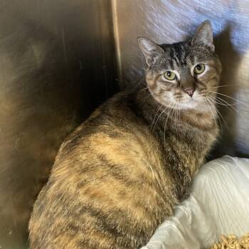 Rescue Domestic Short Hair Cats for Adoption in Union, Missouri - Pearl | PetCurious