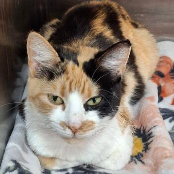 Domestic Short Hair Cats Available for Adoption - Cheetah | PetCurious