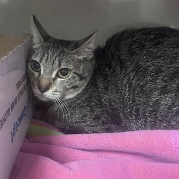 Charlotte -  Domestic Short Hair Cat for Adoption in Yuma, Arizona - Charlotte | PetCurious