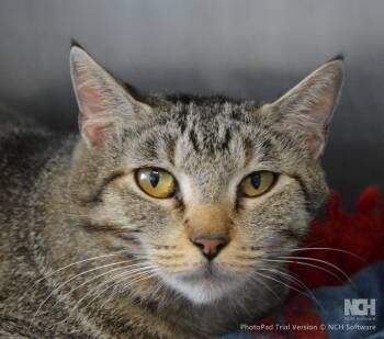 Domestic Short Hair Cats Available for Adoption - Rain Drop | PetCurious