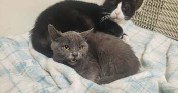 Domestic Short Hair Cats Available for Adoption - Lisa | PetCurious