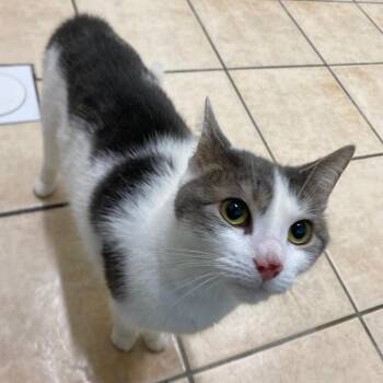 Stella -  Domestic Short Hair Cat for Adoption in Fall River, Massachusetts - Stella | PetCurious