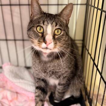 Carl -  Domestic Short Hair Cat for Adoption in Cumming, Georgia - Carl | PetCurious
