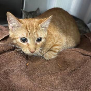 Domestic Short Hair Cats Available for Adoption in Corbin, Kentucky - Siler | PetCurious