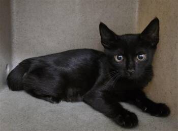 SERRANO -  Domestic Short Hair Cat for Adoption in San Antonio, Texas - SERRANO | PetCurious