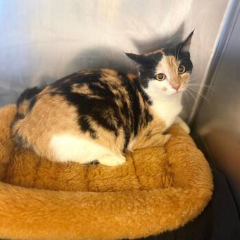 Domestic Short Hair Cats Available for Adoption in Corinth, Mississippi - Callie | PetCurious