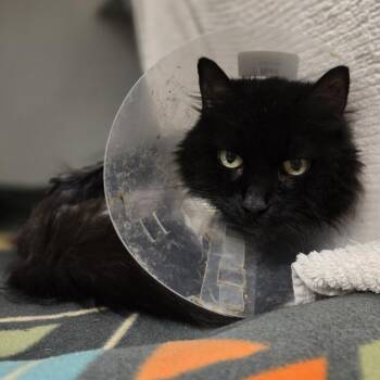 Lucinda -  Domestic Long Hair Cat for Adoption in Pittsburgh, Pennsylvania - Lucinda | PetCurious