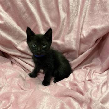 Domestic Short Hair Cats Available for Adoption in Los Angeles, California - Mira | PetCurious