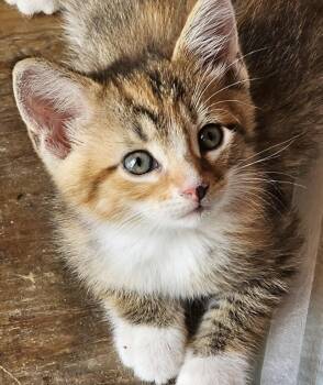 Maggie -  Domestic Short Hair Cat for Adoption in Maineville, Ohio - Maggie | PetCurious