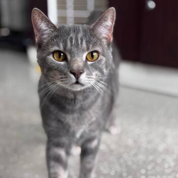 Smokey 1 -  Domestic Short Hair Cat for Adoption in La Grange, Kentucky - Smokey 1 | PetCurious