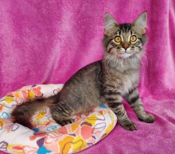 Scruffy -  Domestic Medium Hair Cat for Adoption in Greenville, Illinois - Scruffy | PetCurious