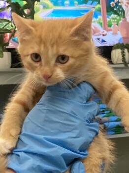 Domestic Short Hair Cats Available for Adoption in Burnsville, North Carolina - Barberry | PetCurious