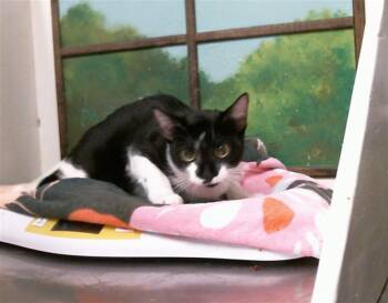MIA -  Domestic Short Hair Cat for Adoption in Houston, Texas - MIA | PetCurious