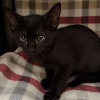 Ross -  Domestic Short Hair Cat for Adoption in Las Vegas, Nevada - Ross | PetCurious