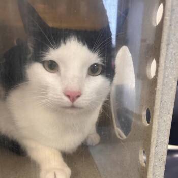 Domestic Short Hair Cats Available for Adoption - Oscar | PetCurious