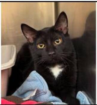 Kilo -  Domestic Short Hair Cat Available for Adoption in Minneapolis, Minnesota - Kilo | PetCurious