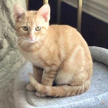 Rescue Domestic Short Hair Cats for Adoption in Carmel, Indiana - Pinecone | PetCurious