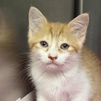 Matilda -  Domestic Short Hair Cat for Adoption in Marion, Virginia - Matilda | PetCurious