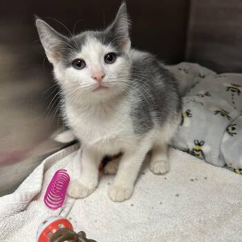 Domestic Short Hair Cats Available for Adoption in La Grange Park, Illinois - Crackle | PetCurious