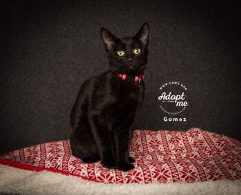 Winston -  Domestic Short Hair Cat for Adoption in Millcreek, Utah - Winston | PetCurious