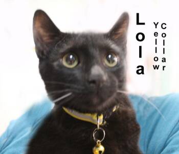 Lola Dri. (sweet sister to Luna, Moon, Nala, & Simba) -  Domestic Short Hair Cat for Adoption in Stowe, Pennsylvania - Lola Dri. (sweet Sister To Luna, Moon, Nala, & Simba) | PetCurious