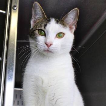 Domestic Short Hair Cats Available for Adoption in Hopkinton, Massachusetts - Zara | PetCurious
