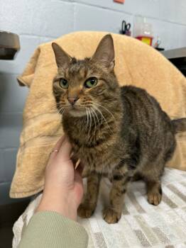 Domestic Short Hair Cats Available for Adoption - Jango *DECLAWED* | PetCurious