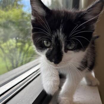 Espresso -  Domestic Short Hair Cat for Adoption in Naperville, Illinois - Espresso | PetCurious