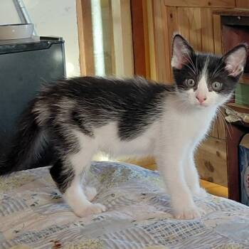 Cold Brew -  Domestic Short Hair Cat for Adoption in Incline Village, Nevada - Cold Brew | PetCurious