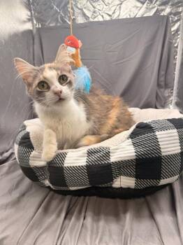 YARA -  Domestic Medium Hair and Domestic Short Hair Cat for Adoption in Grovetown, Georgia - YARA | PetCurious